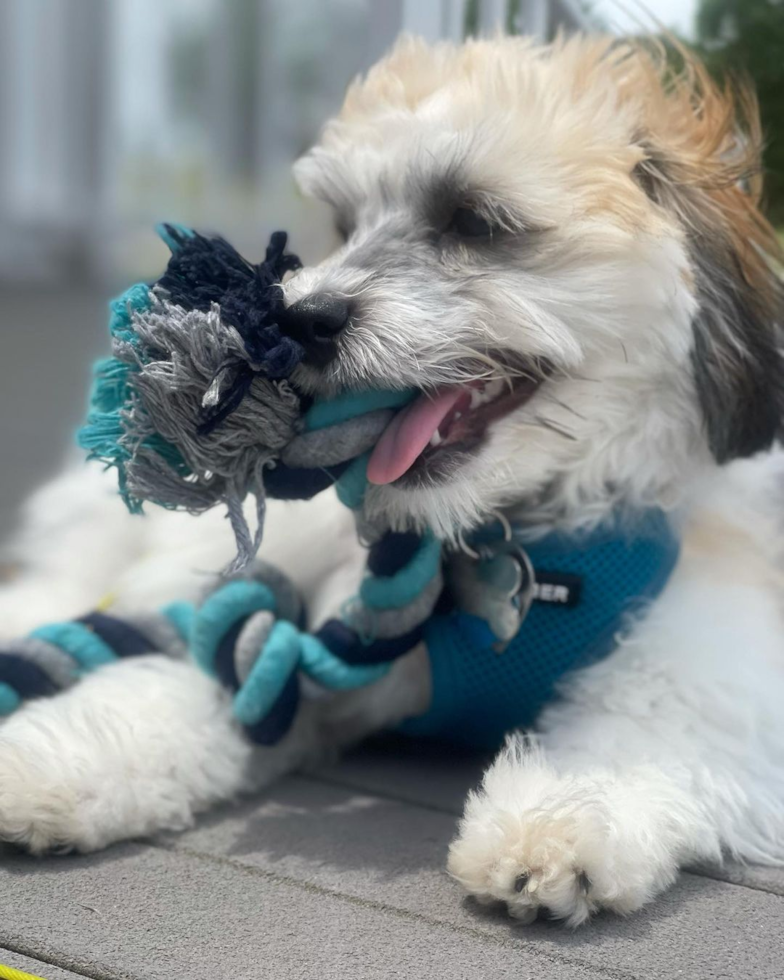 Energetic Havanese Purebred Pup