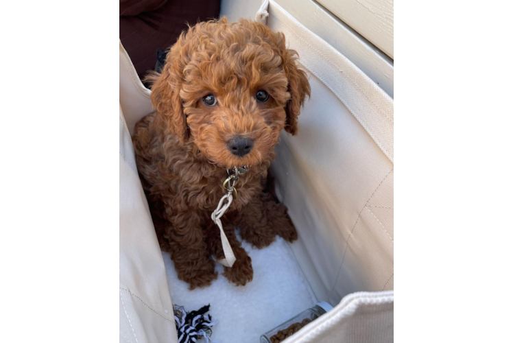 Cavapoo Pup Being Cute