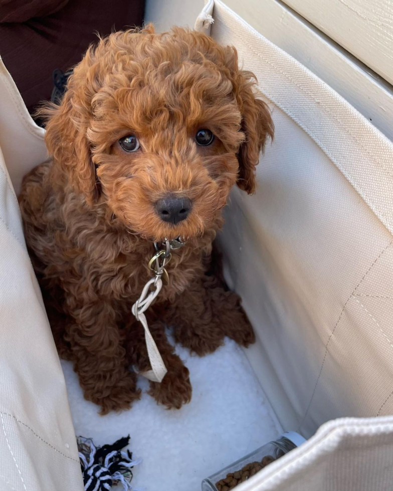 Playful Cavoodle Poodle Mix Pup