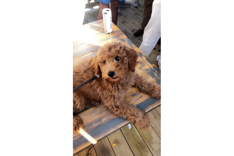 Best Mini Goldendoodle Baby