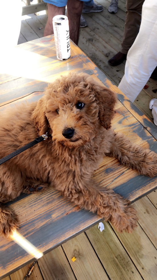 Mountain Brook Mini Goldendoodle Pup