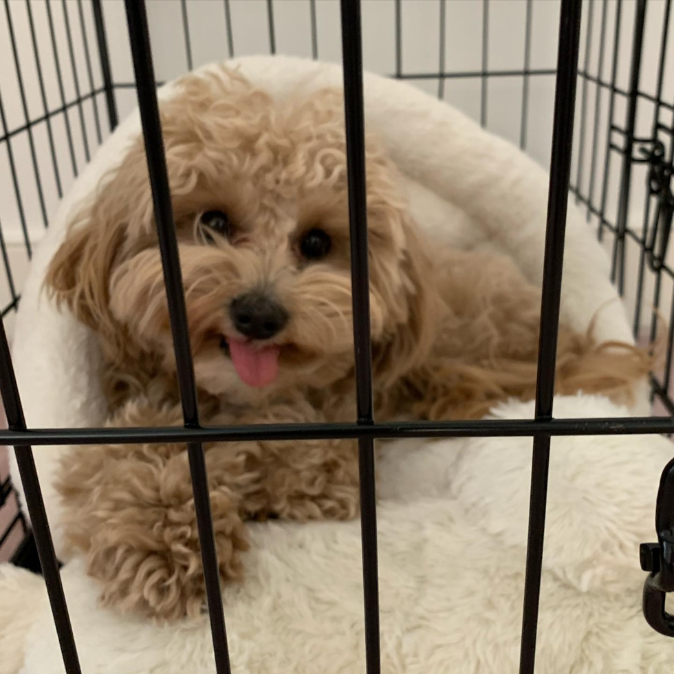 Mechanicsville Cavapoo Pup