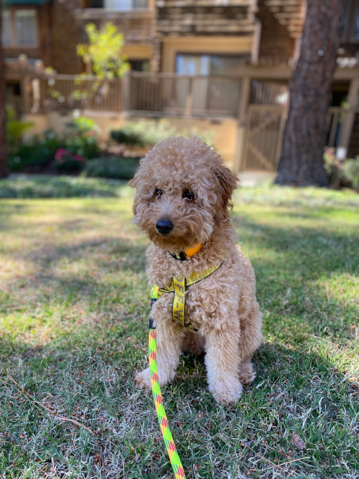 Happy Mini Goldendoodle Pup