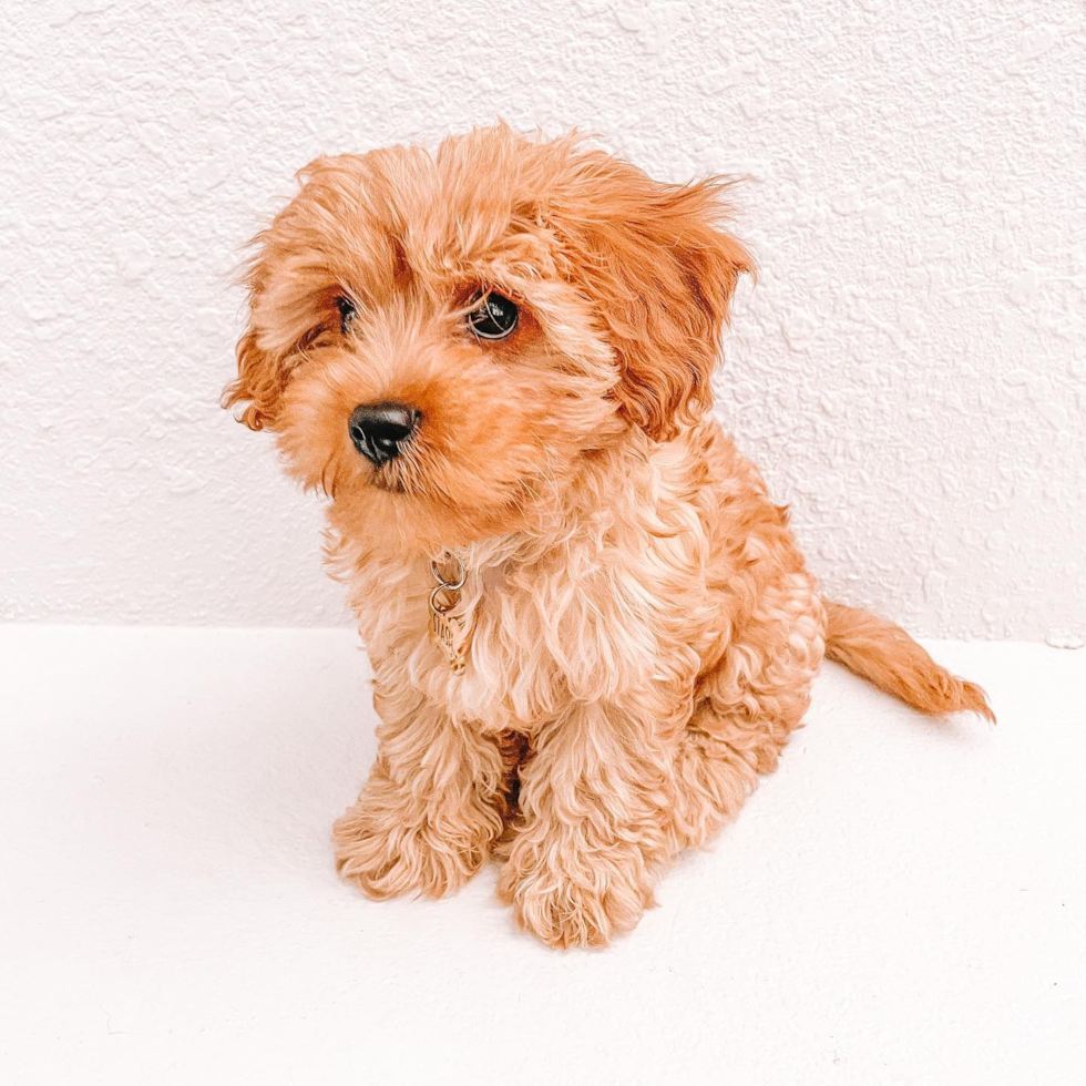 San Bernardino Cavapoo Pup