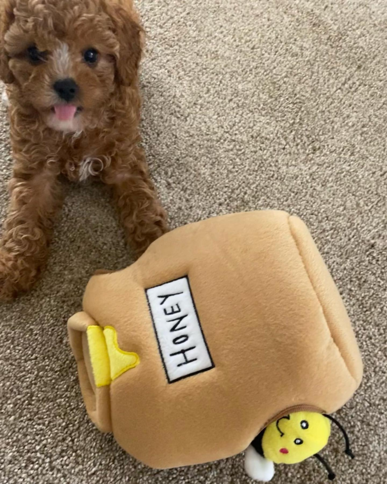 Hypoallergenic Cavoodle Poodle Mix Pup