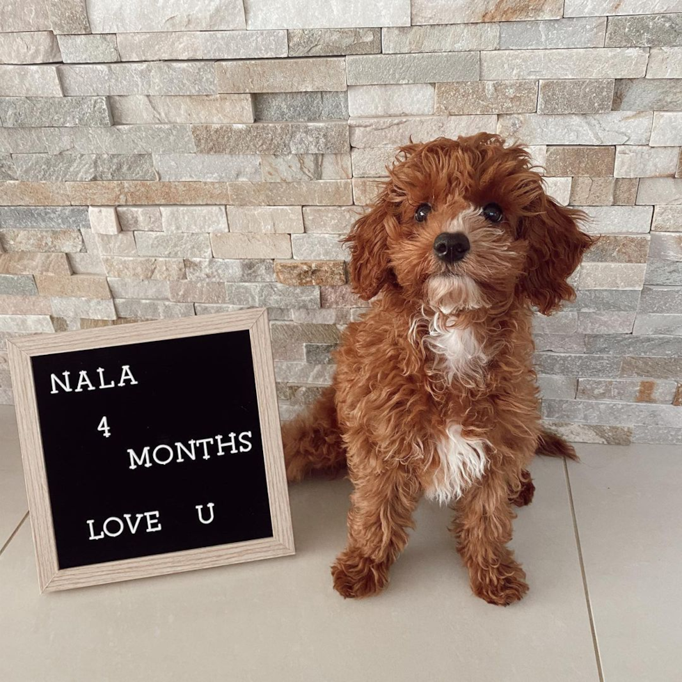 Florida Cavapoo Pup