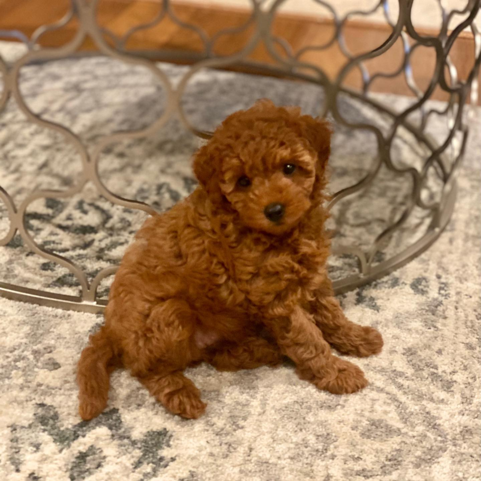 Friendly Mini Goldendoodle Pup