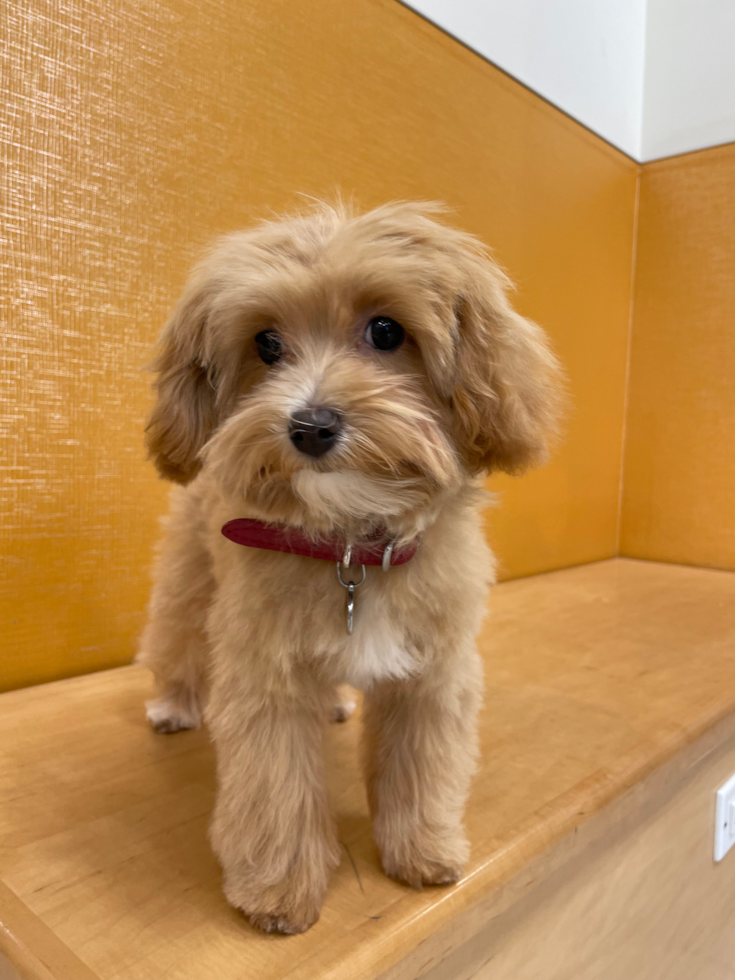 Fluffy Maltipoo Poodle Mix Pup