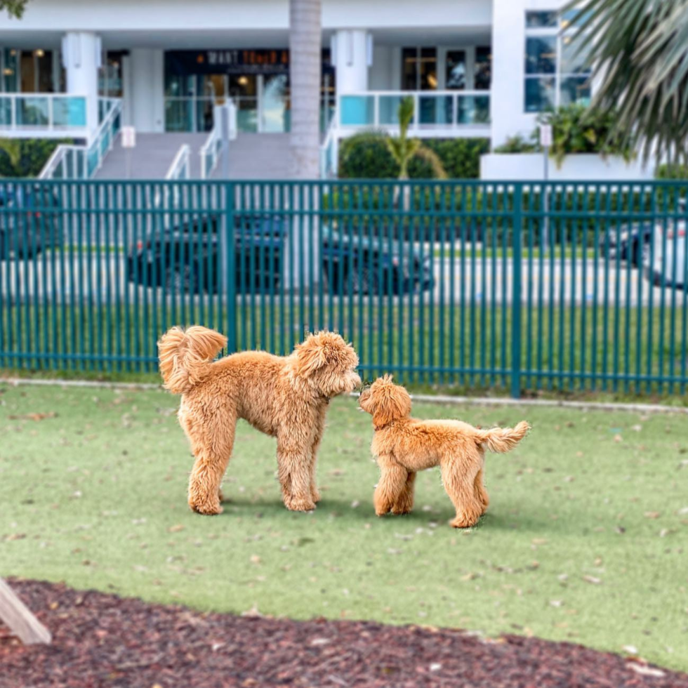 Mini Goldendoodle Being Cute