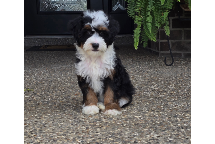 Cute Mini Aussiedoodle Baby