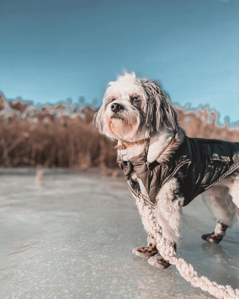 Adorable Australian Designer Pup