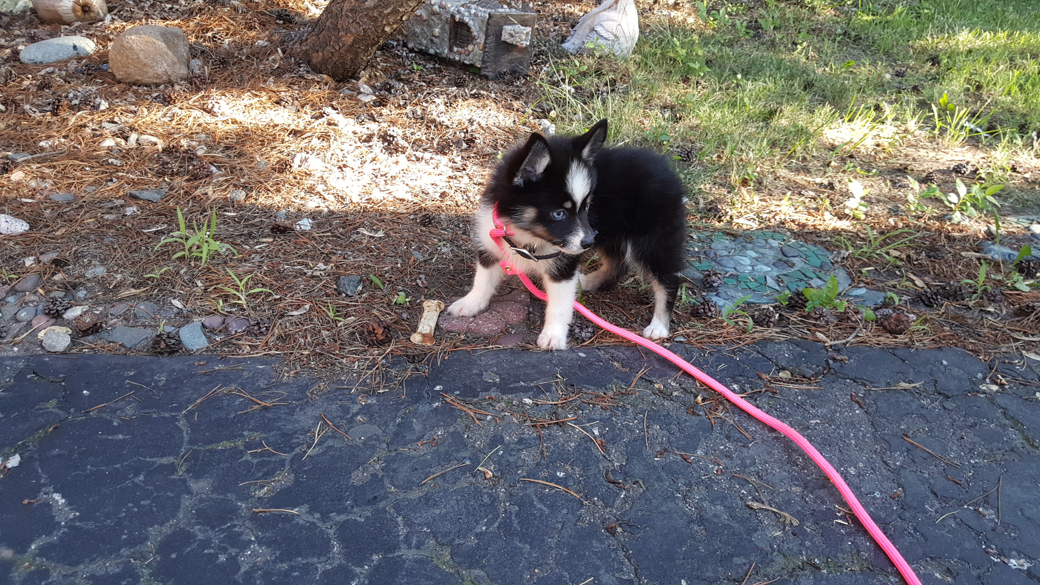 Energetic Mini Husky Designer Puppy