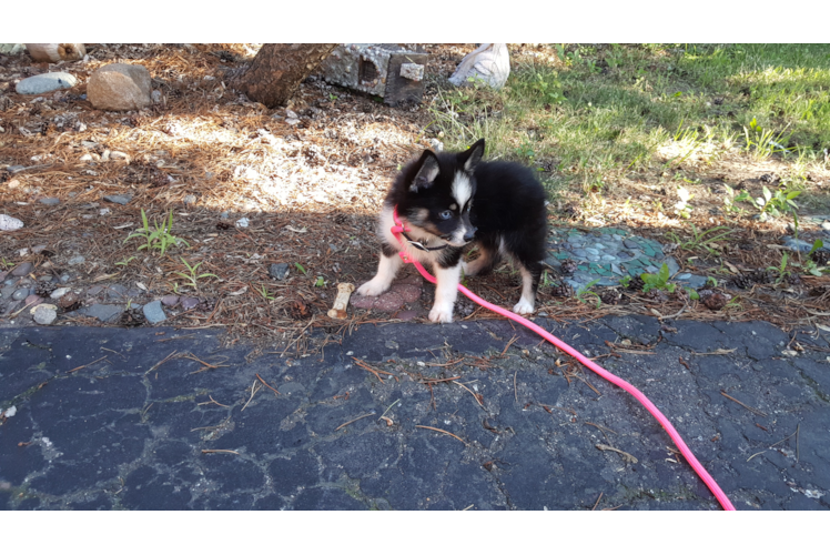 Energetic Mini Husky Designer Puppy