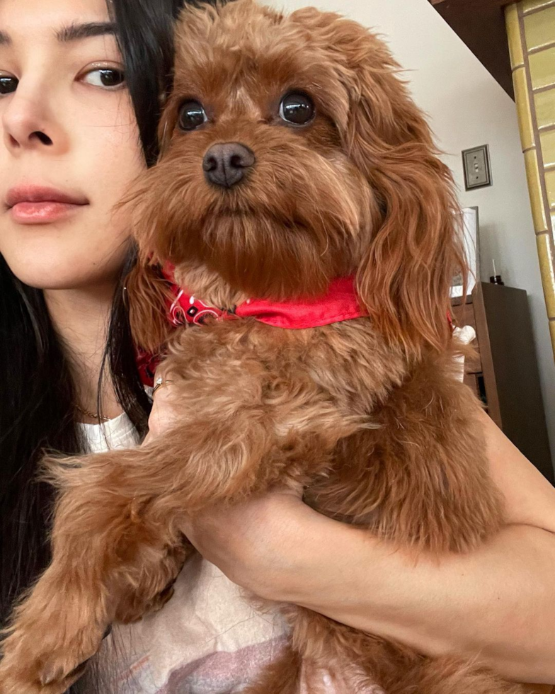 Pleasant Ridge Cavapoo Pup