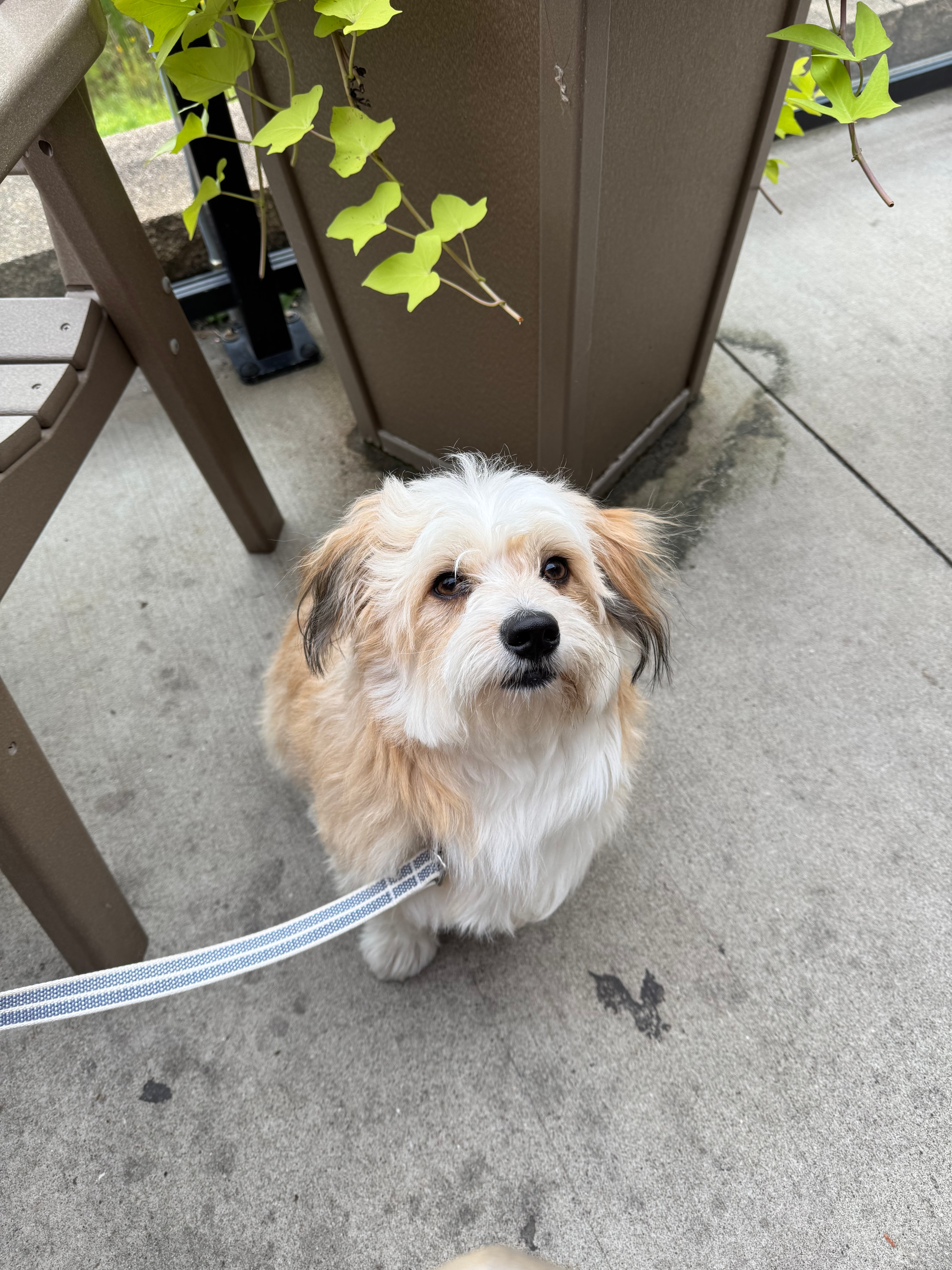 Cute Aussiechon Crash: 5lb 1oz Designer Puppy