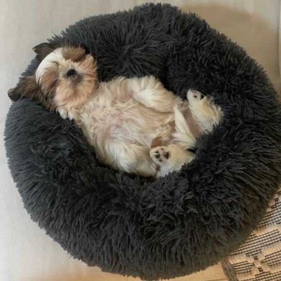 Shih Tzu