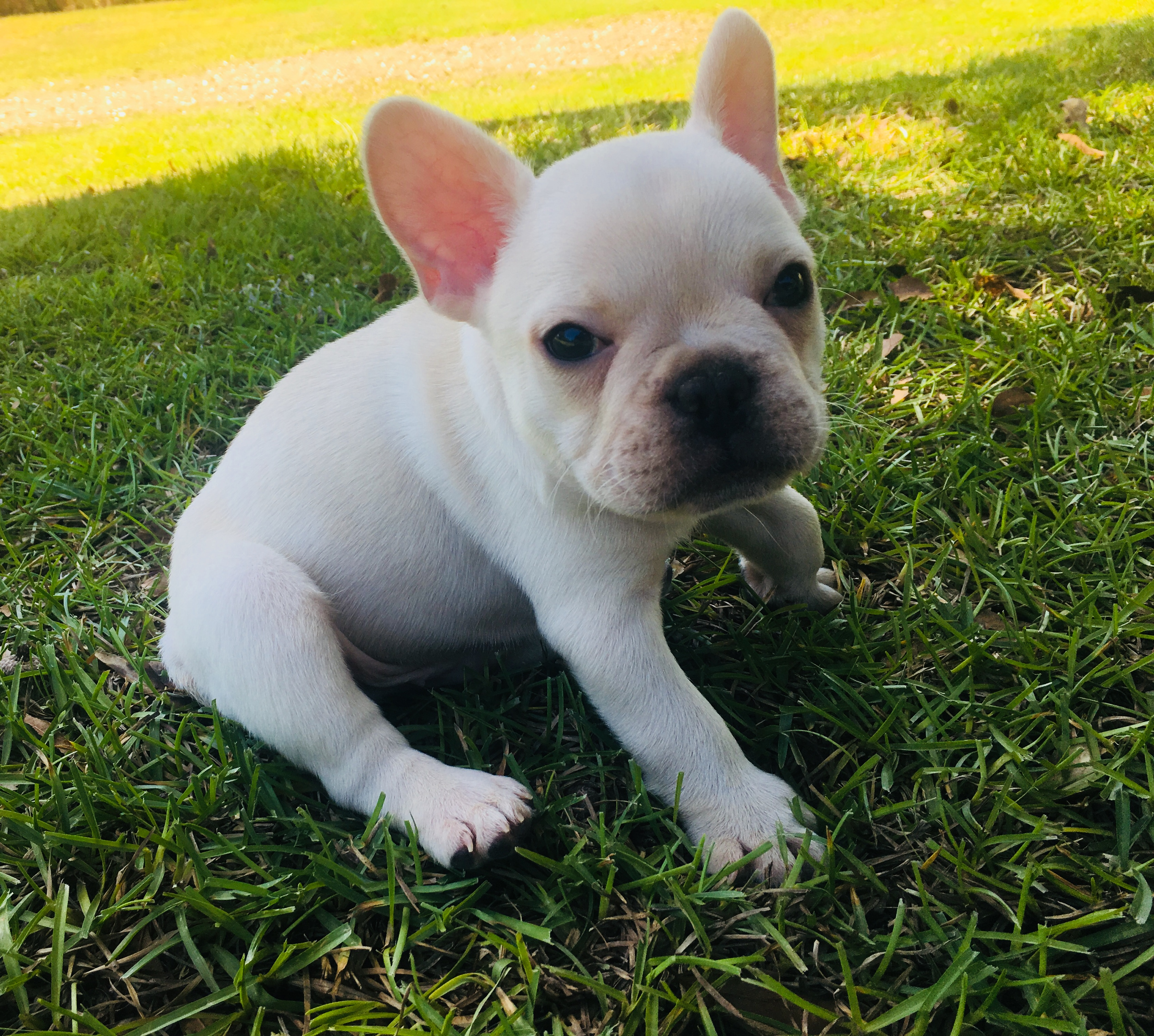 French Bulldog Puppy for Adoption