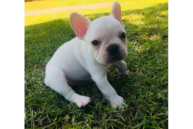 French Bulldog Puppy for Adoption