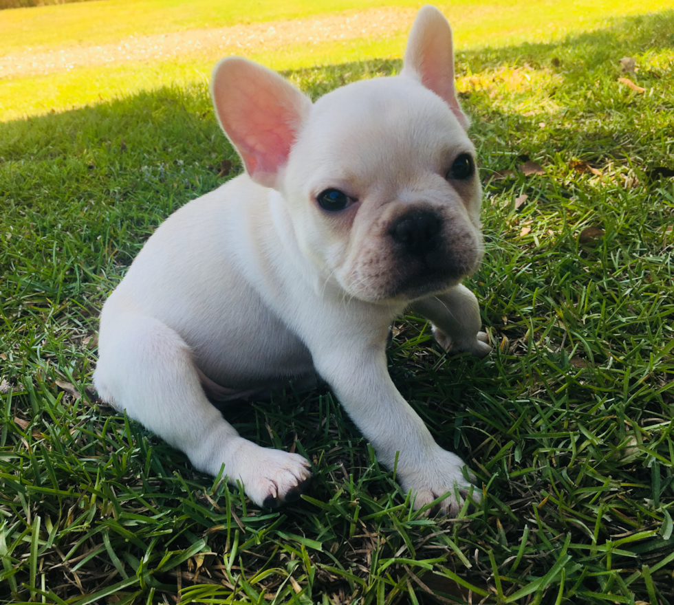 Energetic Frenchie Purebred Pup