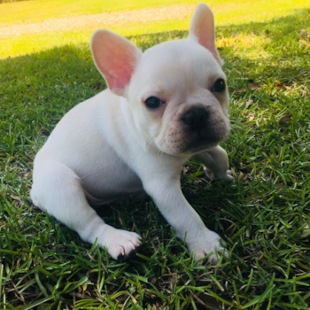 Energetic Frenchie Purebred Pup