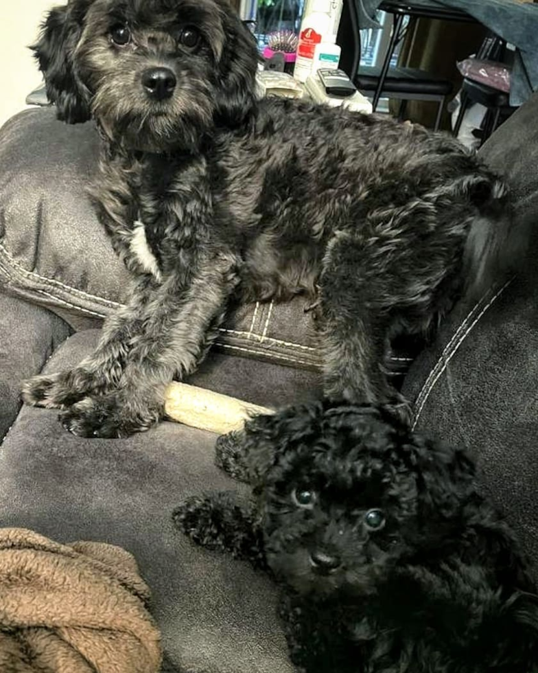 Fluffy Maltipoo Poodle Mix Pup