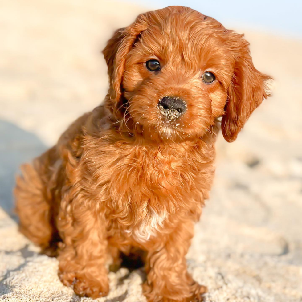 Cavapoo Being Cute