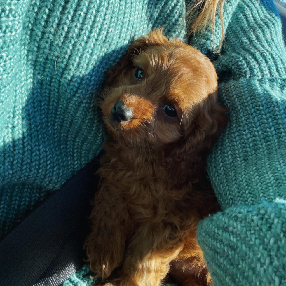 Fluffy Cavapoo Poodle Mix Pup