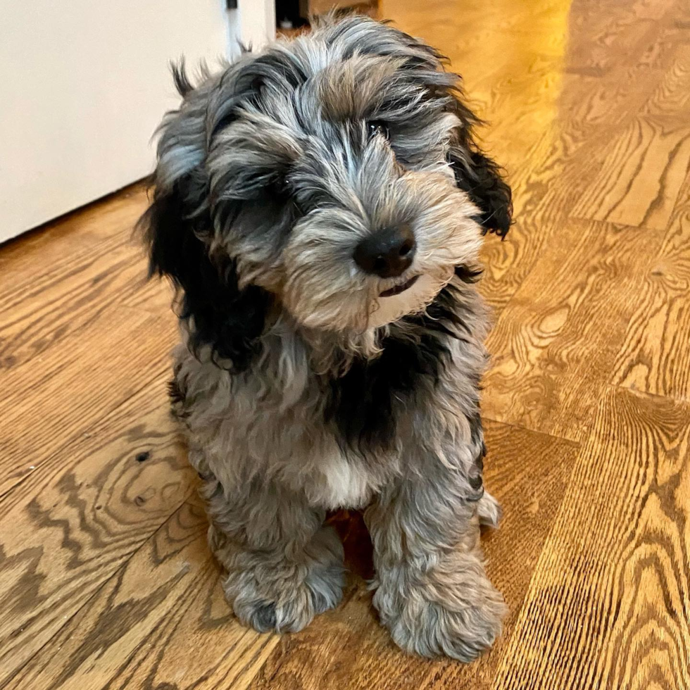 Playful Sheep Dog Poodle Mix Pup