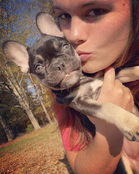 Playful French Bulldog Pup