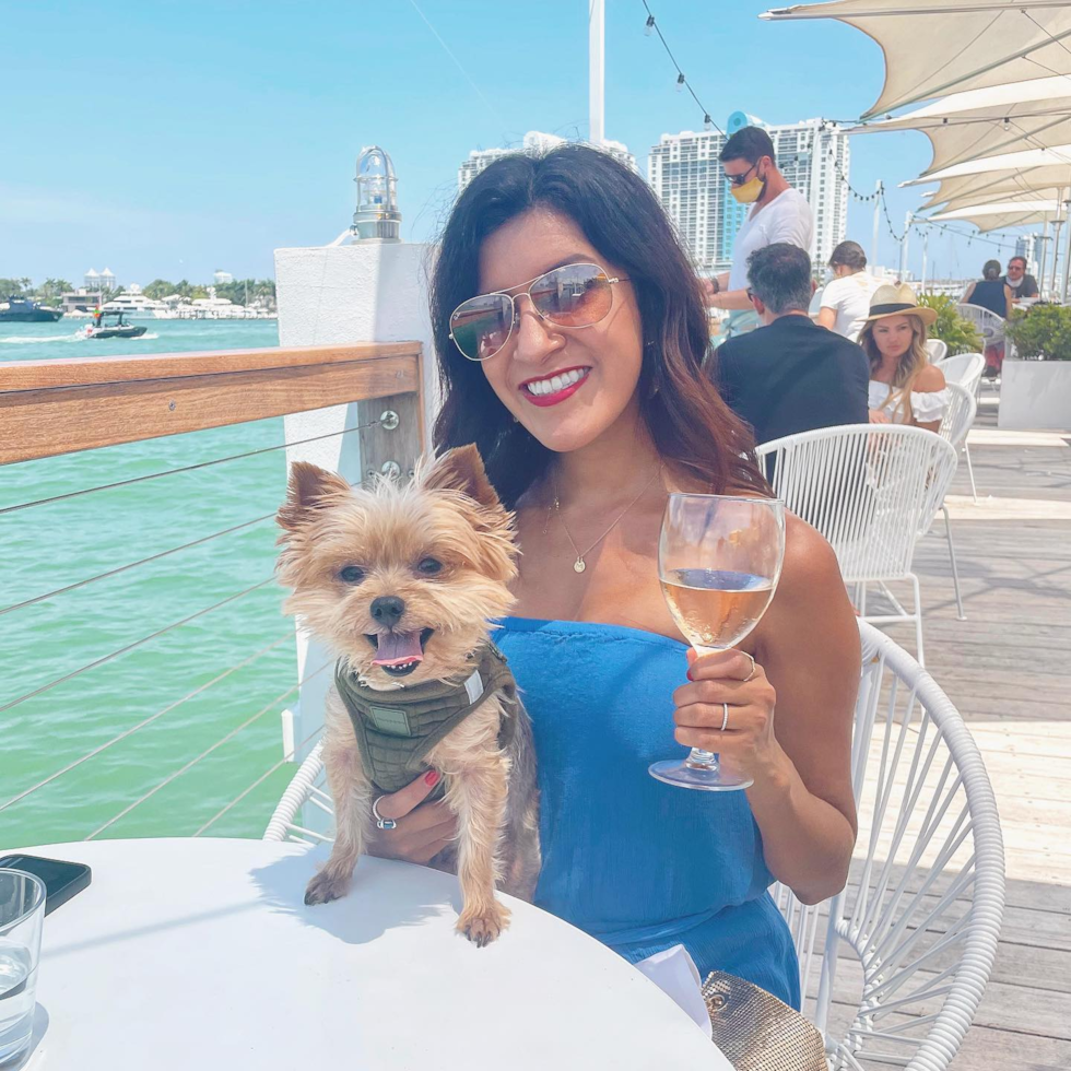 Friendly Yorkshire Terrier Pup