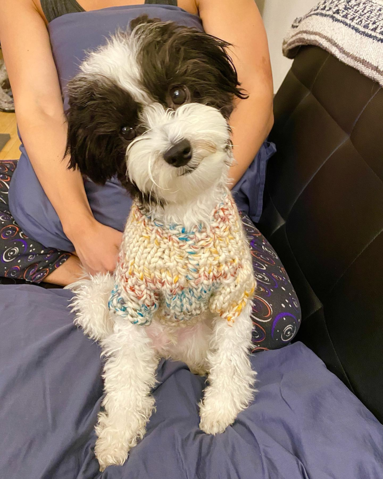 Playful Havanese Pup