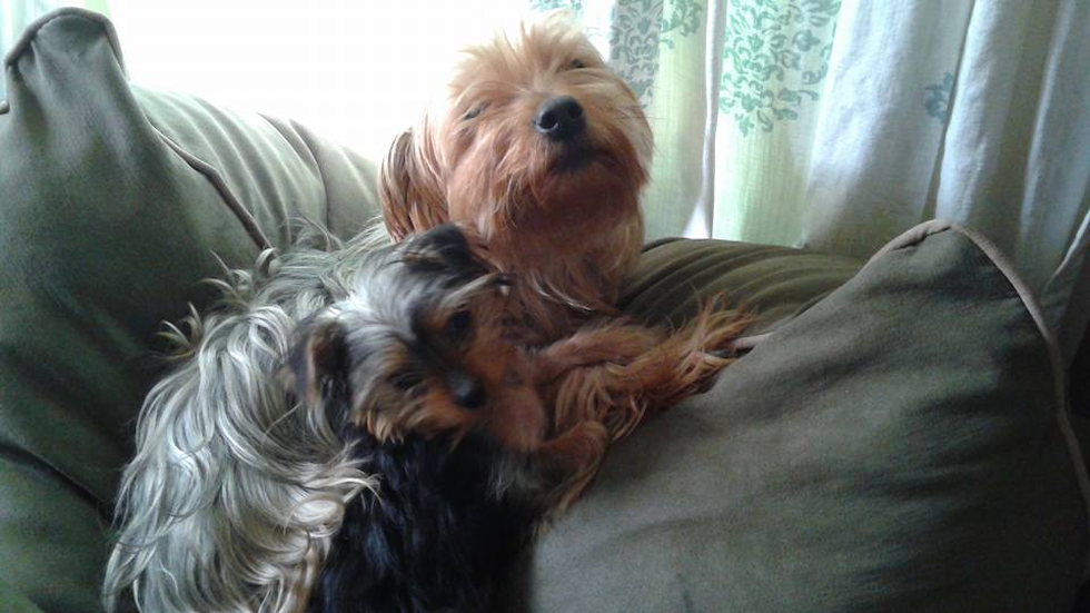 Little Yorkshire Terrier Purebred Pup