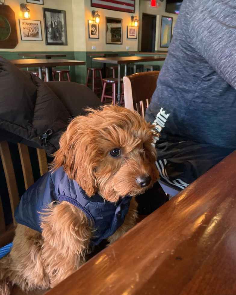 Little Cavoodle Poodle Mix Pup