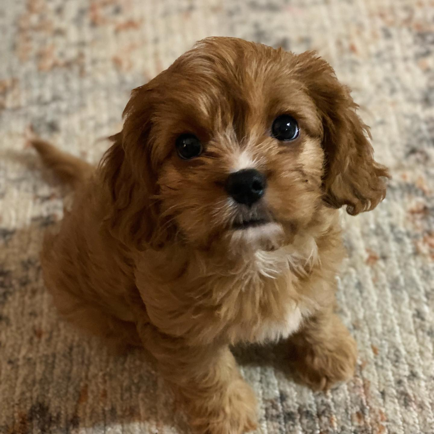 Adorable Cavoodle Poodle Mix Puppy