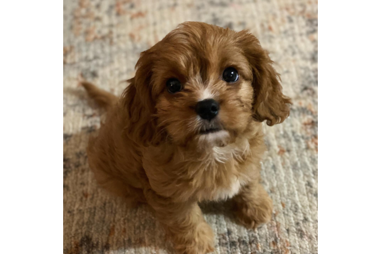 Adorable Cavoodle Poodle Mix Puppy