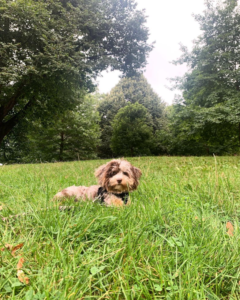 Weston Mini Aussiedoodle Pup