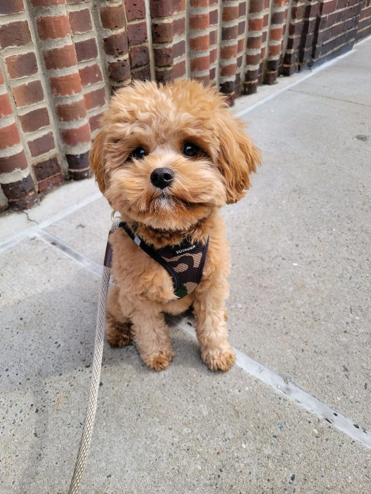 New York Cavapoo Pup