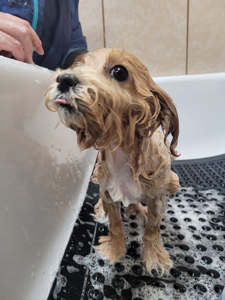 Funny Maltipoo Poodle Mix Pup