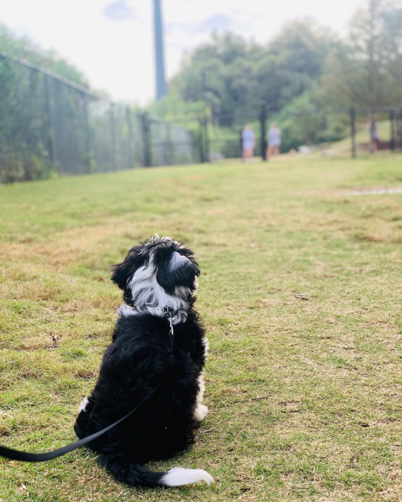 Friendly Mini Sheepadoodle Pup