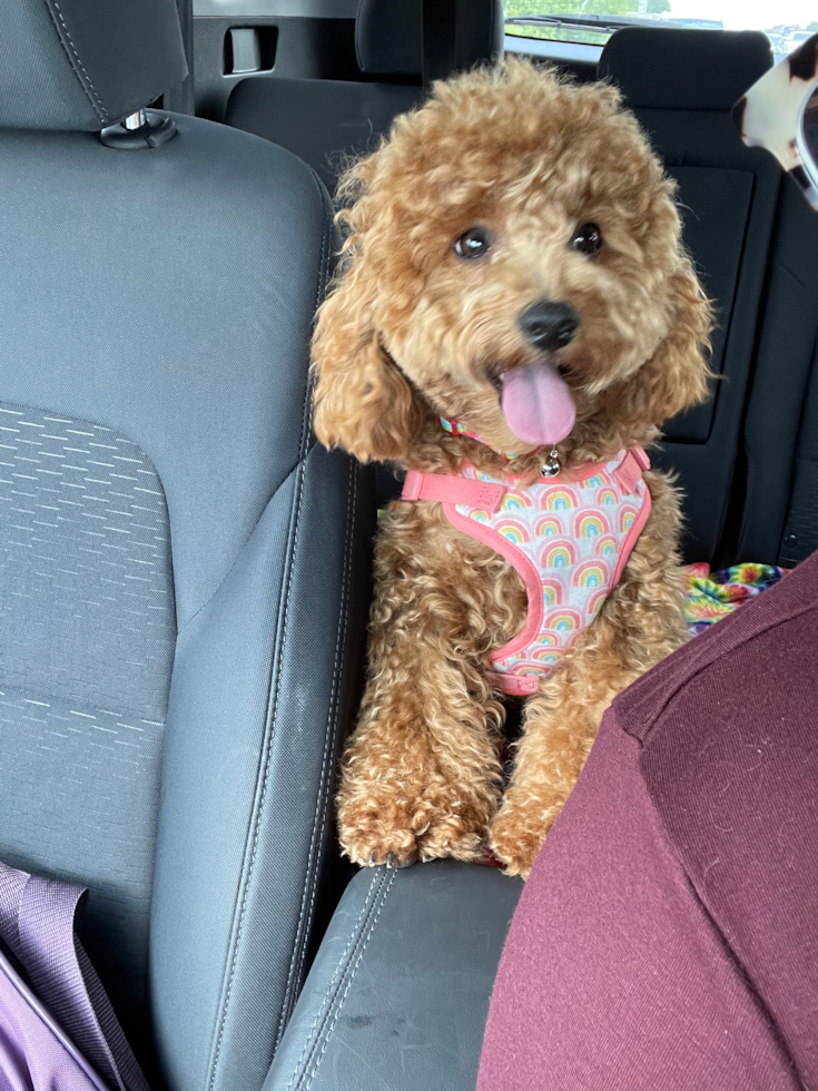 Mini Goldendoodle Being Cute