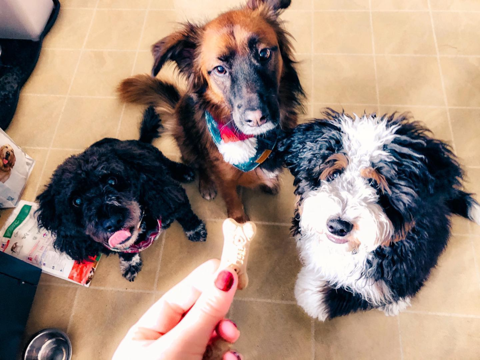 Happy Mini Bernedoodle Pup