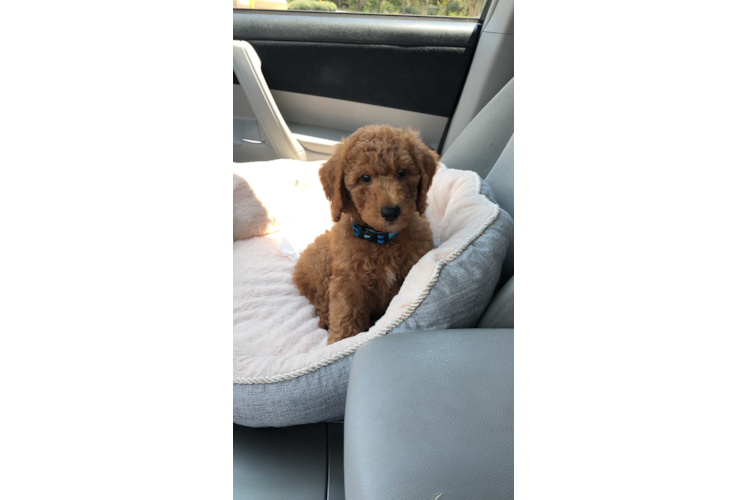 Cute Mini Goldendoodle Baby