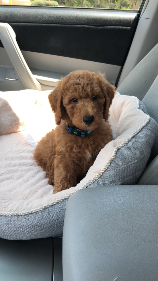 Mini Goldendoodle Being Cute