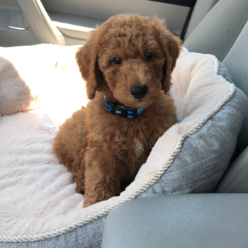 Mini Goldendoodle Being Cute