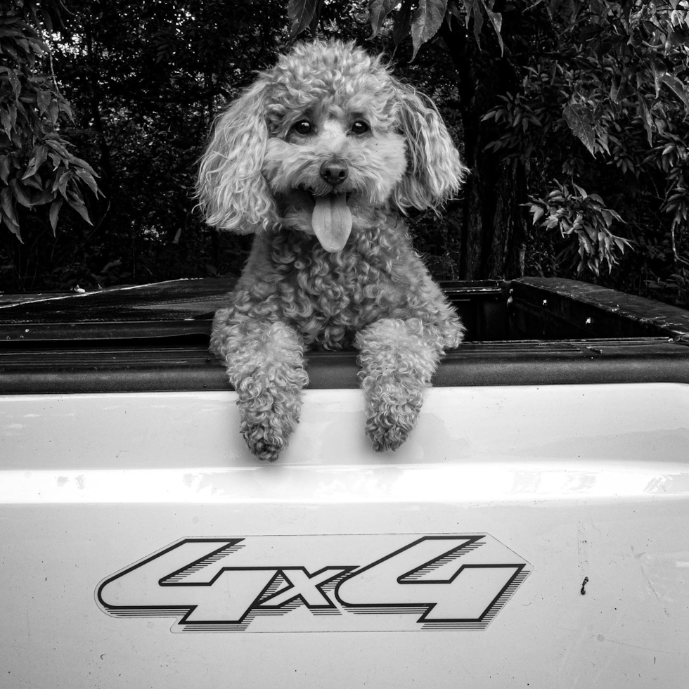 Popular Mini Aussiedoodle Poodle Mix Pup