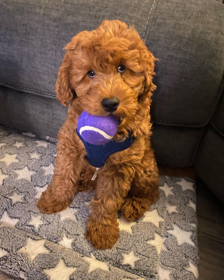 Adorable Golden Retriever Poodle Mix Pup