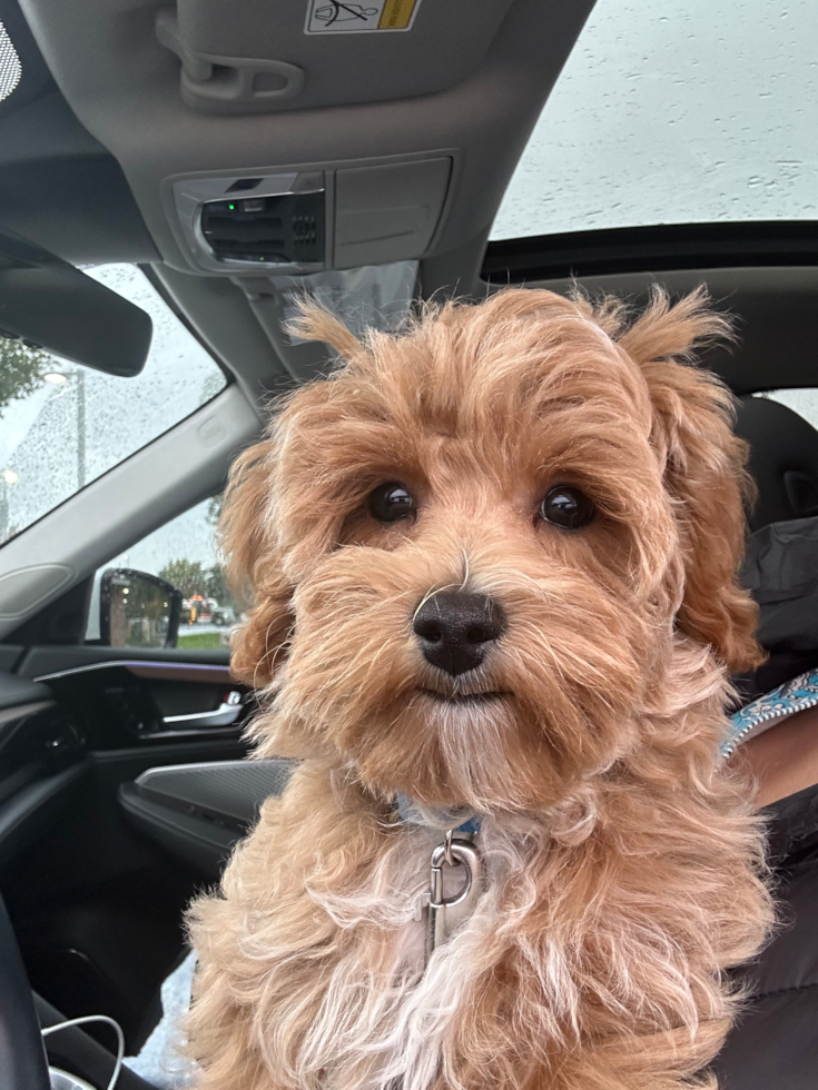 Smart Maltipoo Poodle Mix Pup