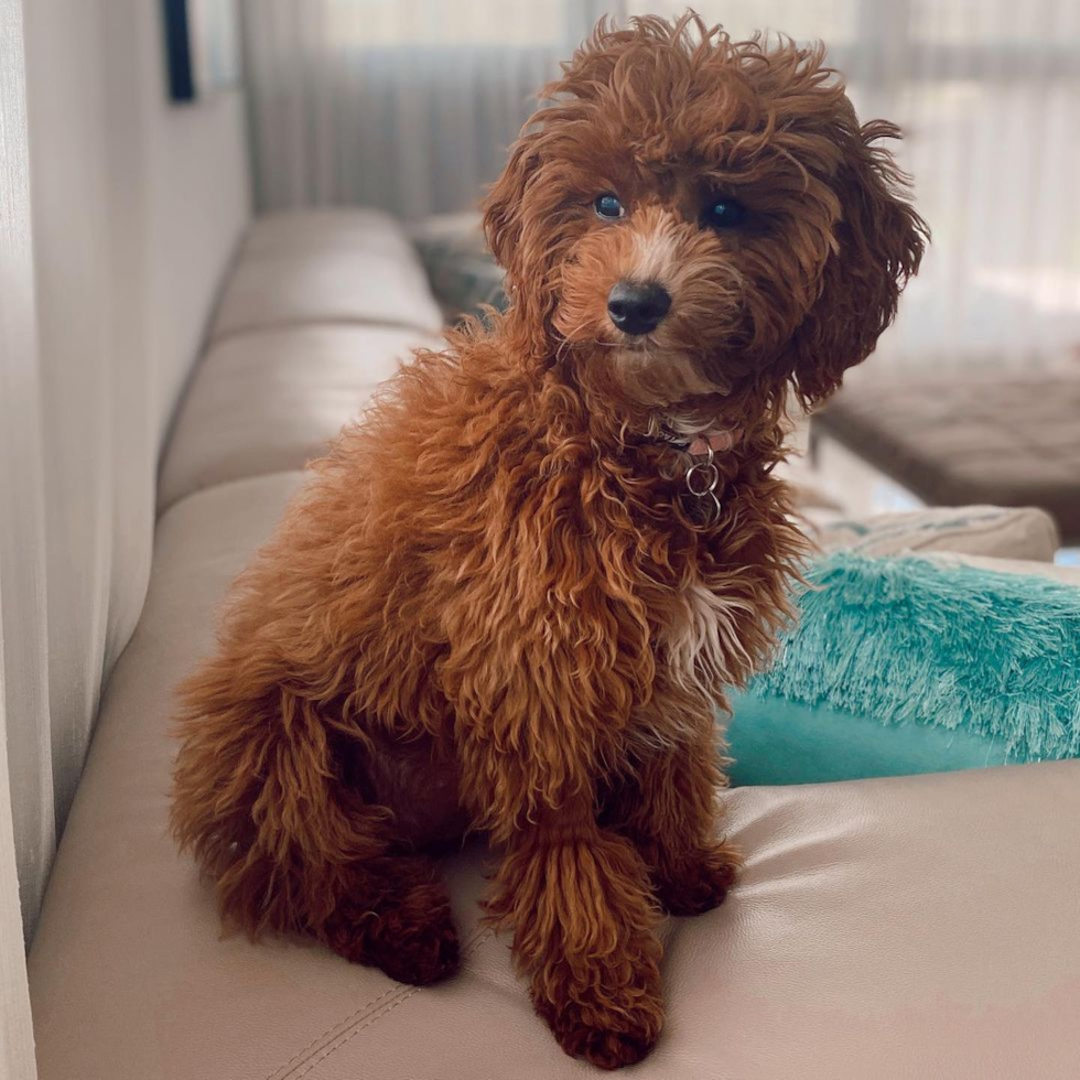 Cute Cavapoo Pup