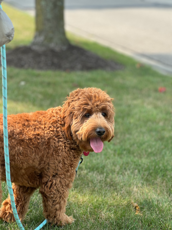 Mini Goldendoodle