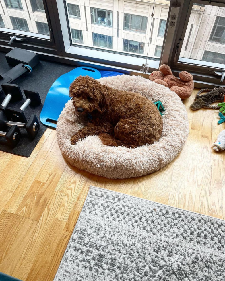 Adorable Golden Retriever Poodle Mix Pup